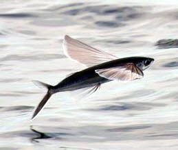 Hirundichthys rondeletii_09